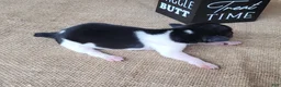 Jack Russell Terrier dogs for sale: Romeo purebred JRT delivery available  - Ad 5