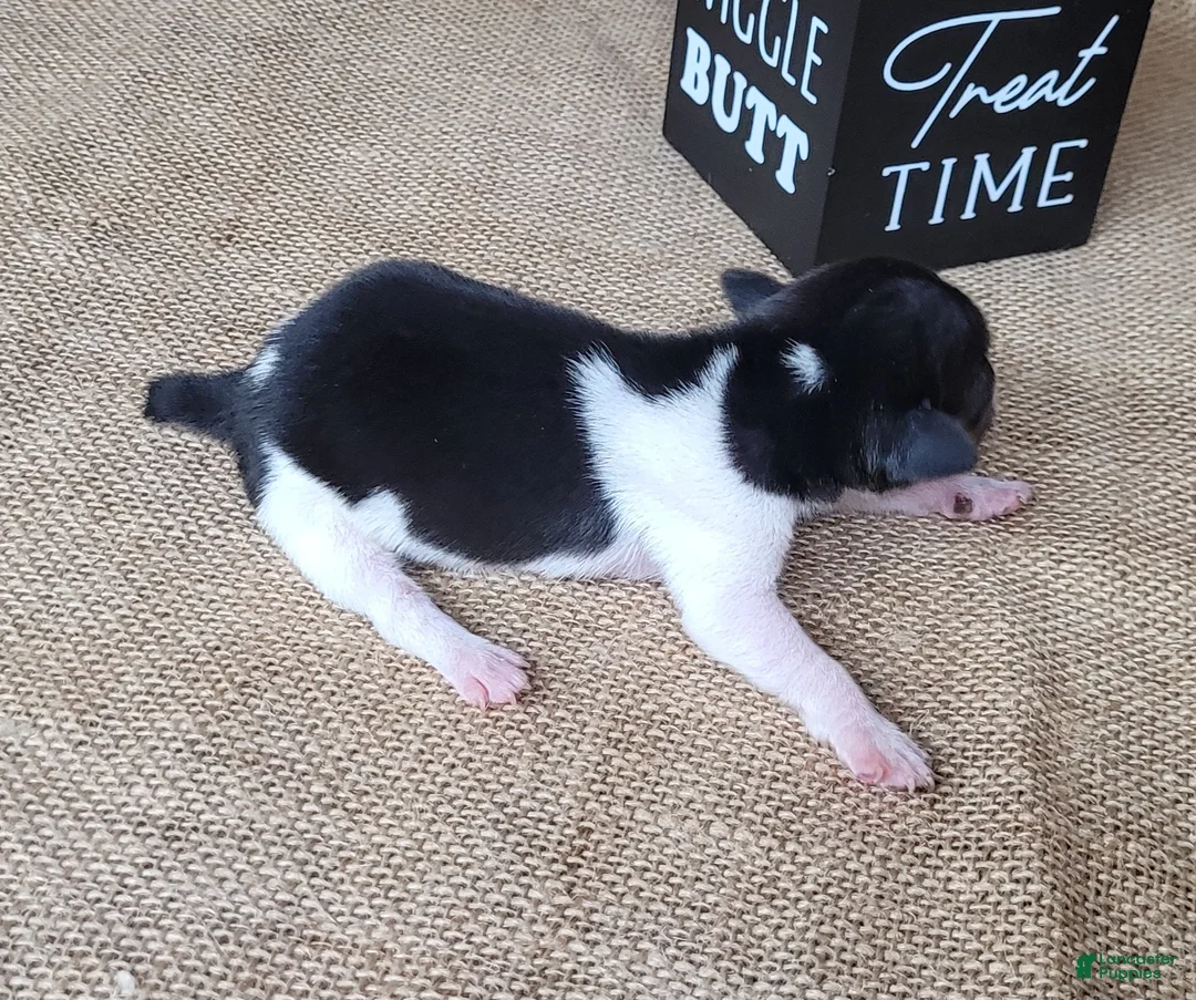Jack Russell Terrier dogs for sale: Romeo purebred JRT delivery available  - Ad 5