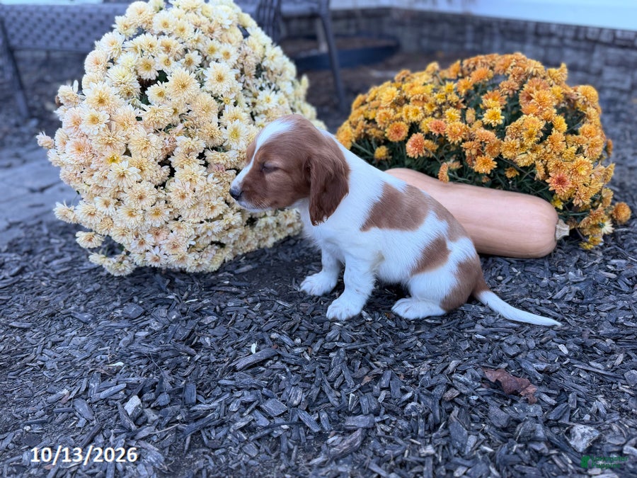 Welsh Springer Spaniel dogs for sale: Lollipop - Ad 2