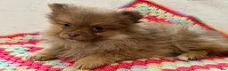 Pomeranian dogs for sale: Millie - Ad 3