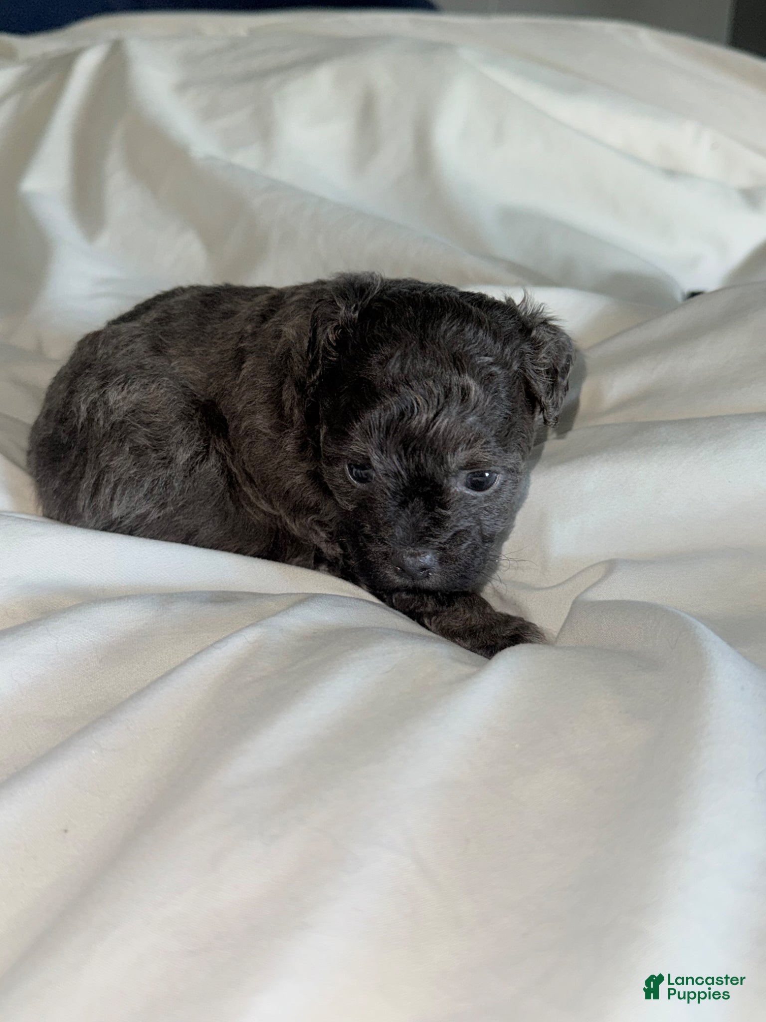 Shihpoo dogs Shihpoo Puppy 2 - Ad 6