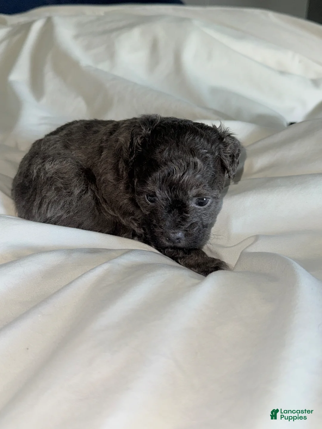 Shihpoo dogs for sale: Shihpoo Puppy 2 - Ad 1