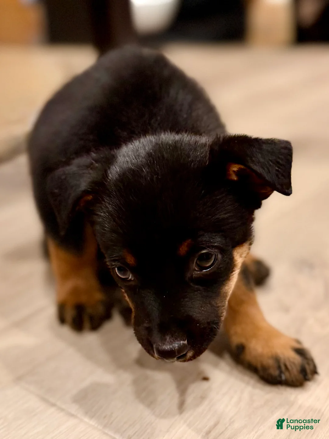 Mixed Breed dogs for sale: boy 7 Taz - Ad 2
