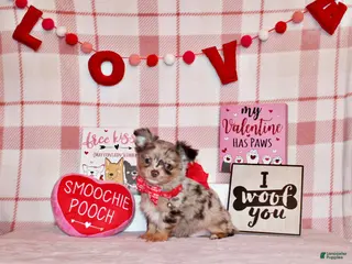 Chihuahua dogs Juno - Ad 5