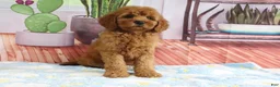 Mini Goldendoodle dogs for sale: Kona - Ad 2
