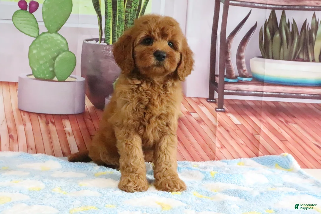 Mini Goldendoodle dogs for sale: Kona - Ad 2