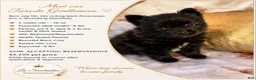 Pomeranian dogs for sale: Tuxedo Gentleman - Eddie M3 - Ad 3