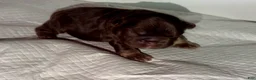 French Bulldog dogs for sale: RedSport - Ad 4