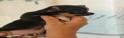 Chihuahua dogs for sale: Chihuahua 1 - Ad 3