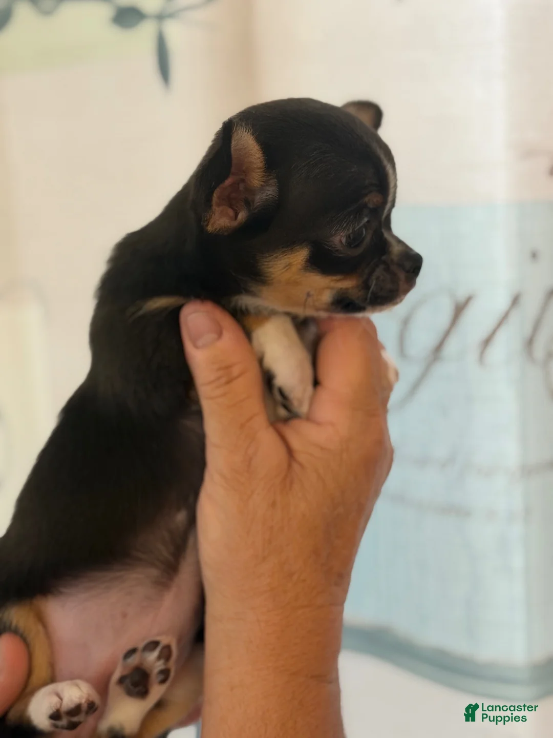 Chihuahua dogs for sale: Chihuahua 1 - Ad 3