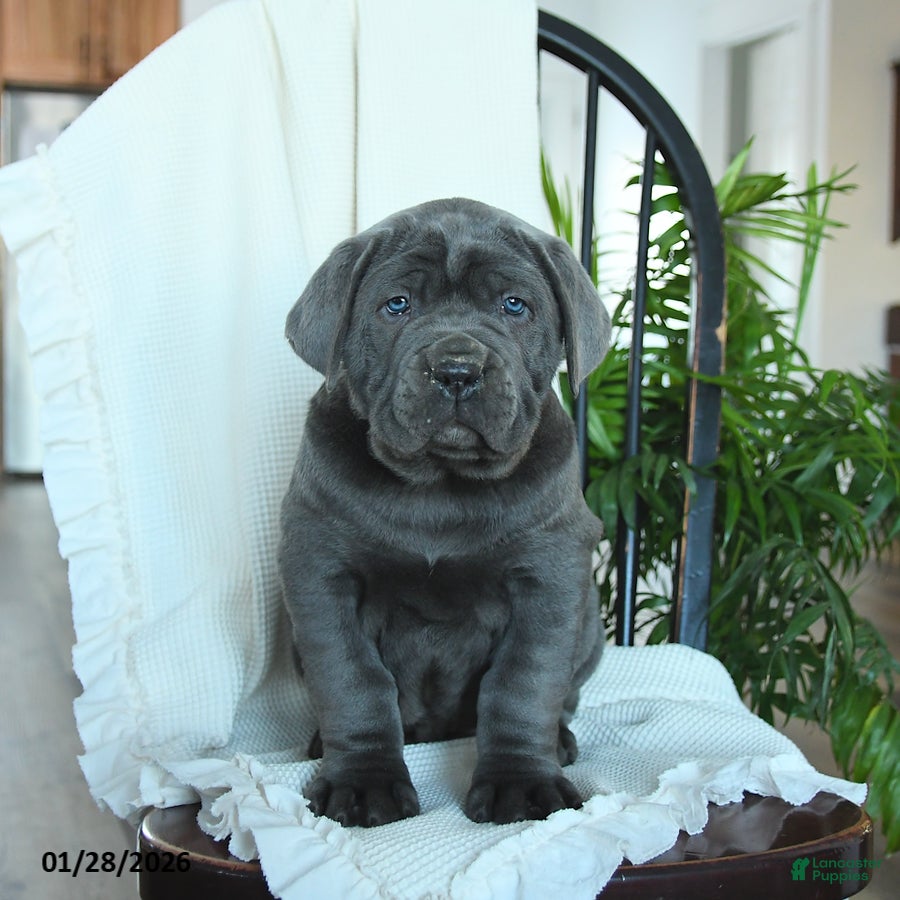 Cane Corso dogs Apollo - Ad 2