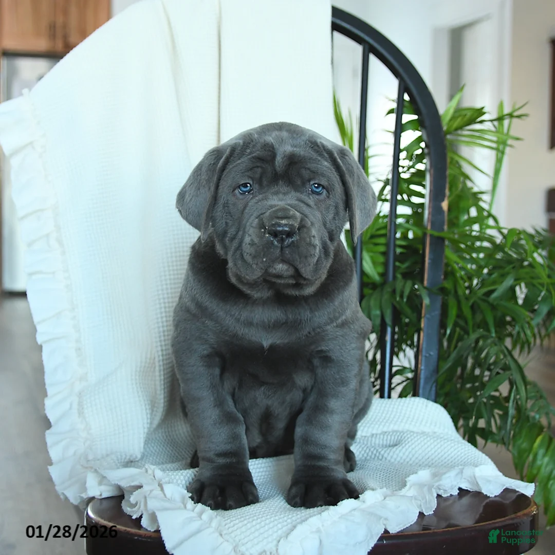 Cane Corso dogs for sale: Apollo - Ad 2