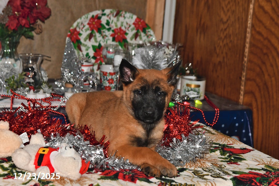 Belgian Malinois dogs for sale: Bruno - Ad 8