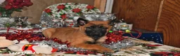 Belgian Malinois dogs for sale: Bruno - Ad 18