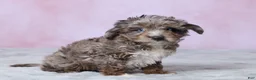 Aussiedoodle dogs for sale: Dallas - Ad 3