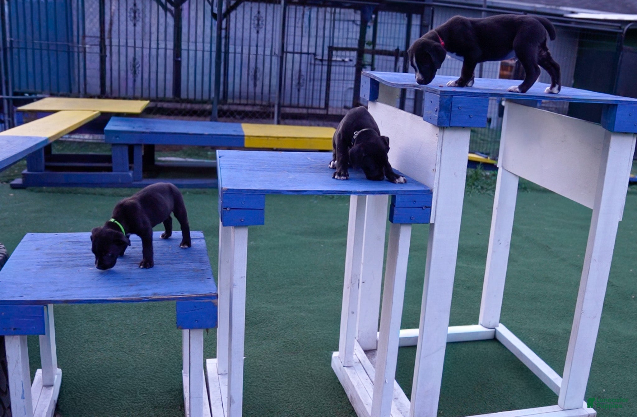 Mixed Breed dogs Puppy 2 - Ad 1