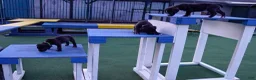 Mixed Breed dogs for sale: Puppy 2 - Ad 1