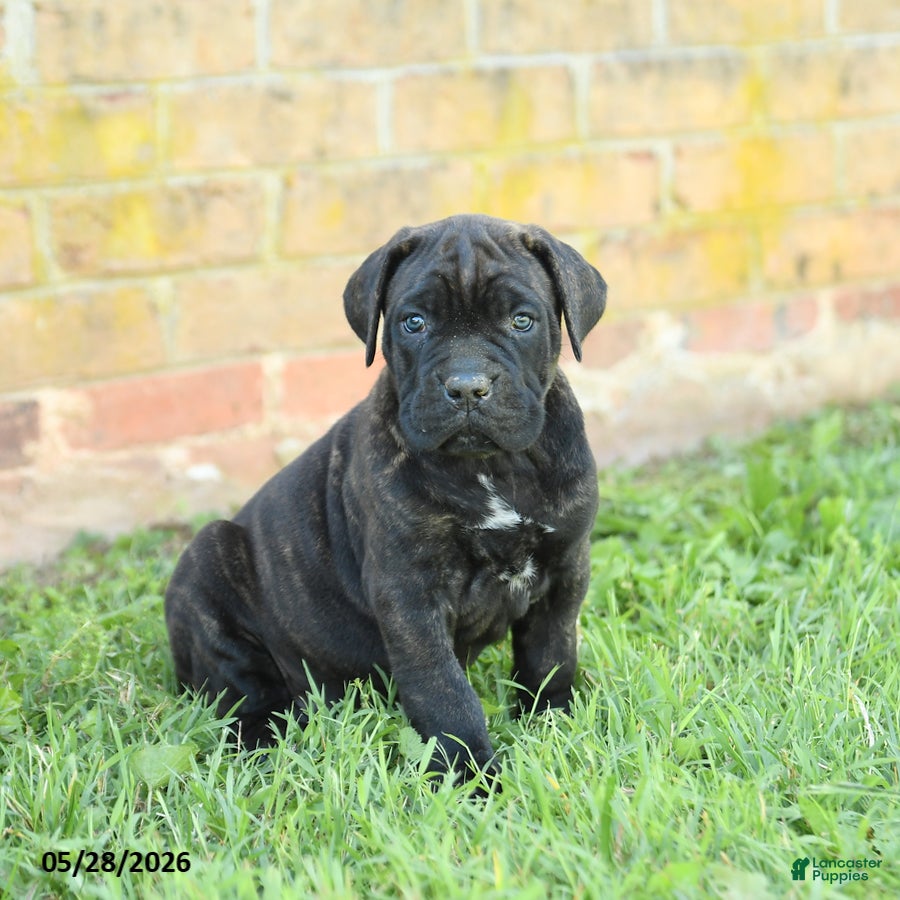 Cane Corso dogs Dreamer - Ad 1
