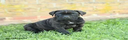Cane Corso dogs for sale: Dreamer - Ad 1