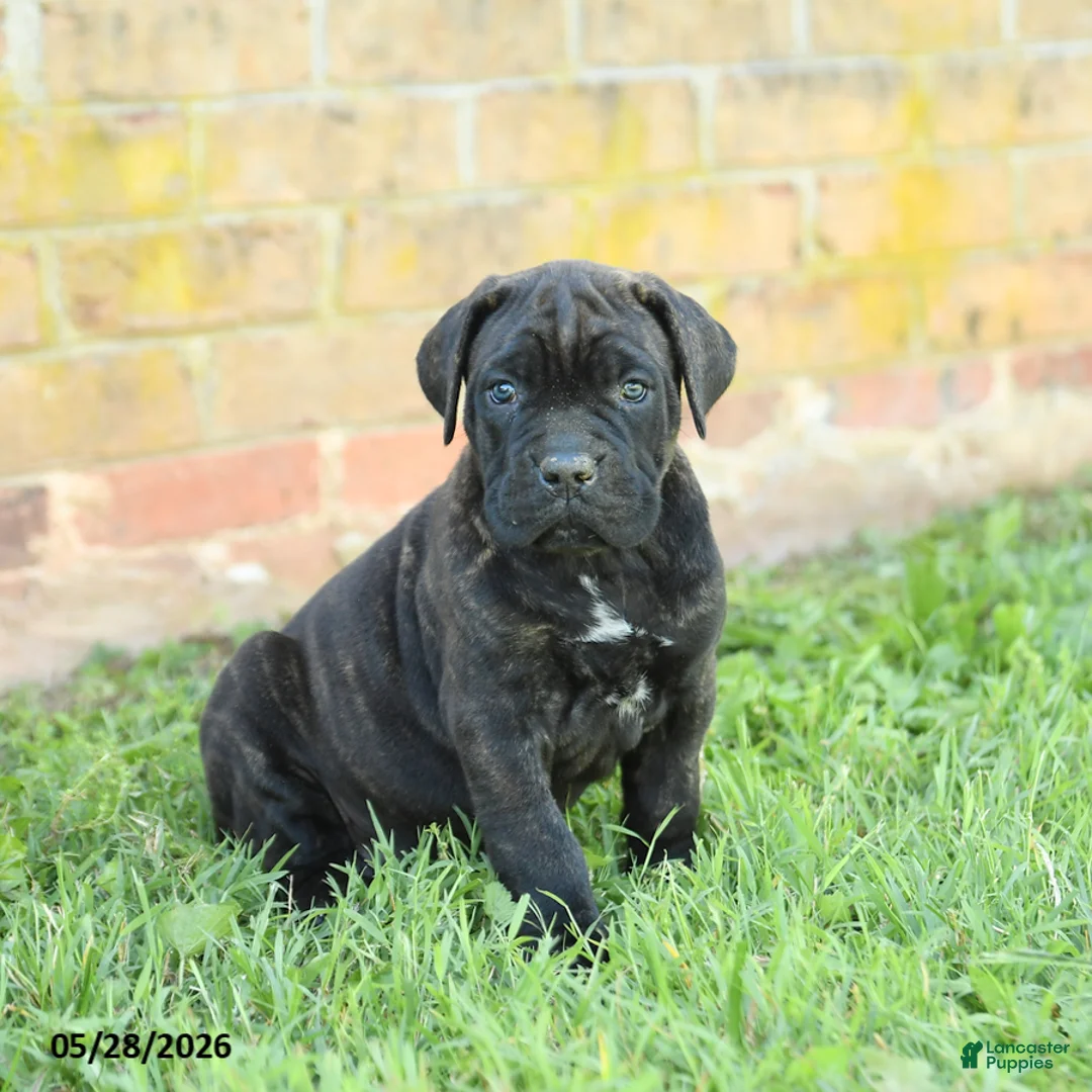 Cane Corso dogs for sale: Dreamer - Ad 1