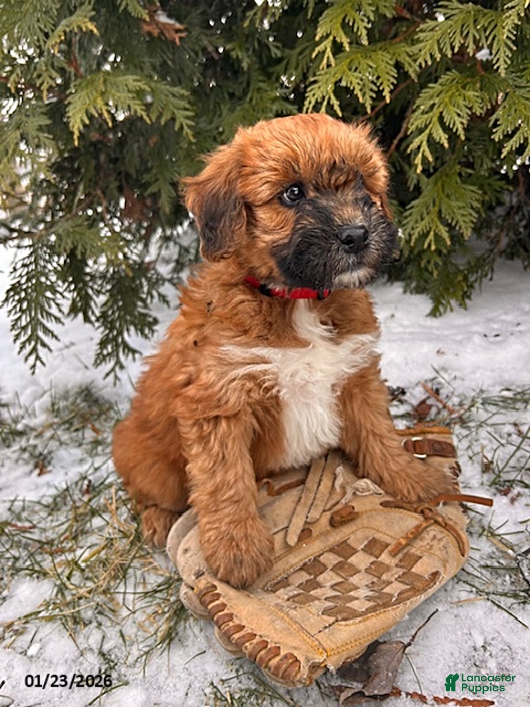 Whoodle dogs for sale: Winnie - Ad 3