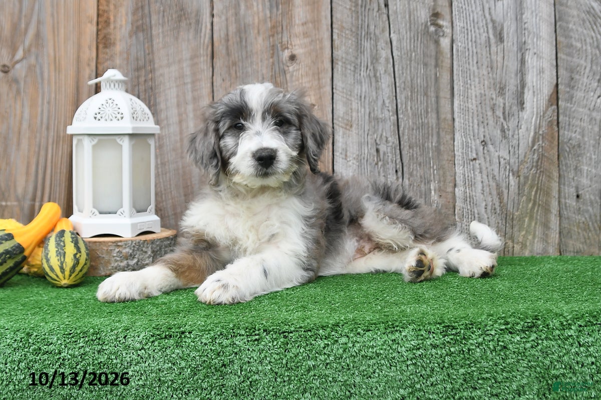 Mini Aussiedoodle dogs Alex - Ad 2