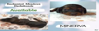 Minerva
