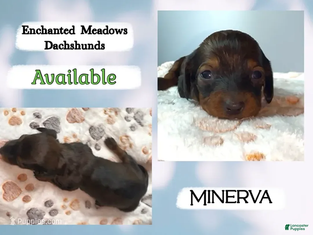 Miniature Dachshund dogs for sale: Minerva - Ad 1