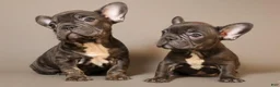 French Bulldog dogs for sale:  Puppy 3 - Ad 12