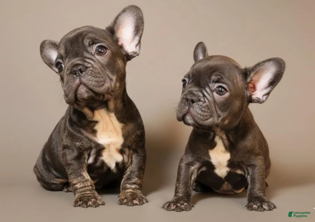 French Bulldog dogs for sale:  Puppy 3 - Ad 12