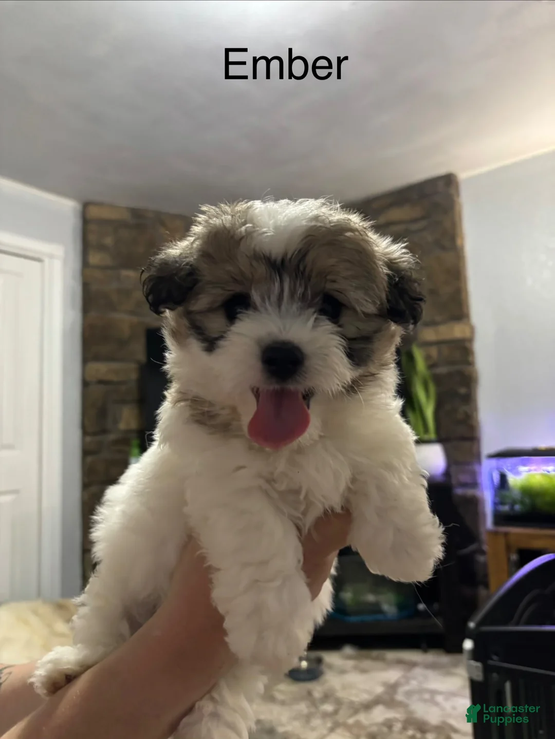 Coton De Tulear dogs for sale: Coton De Tulear 3 - Ad 1