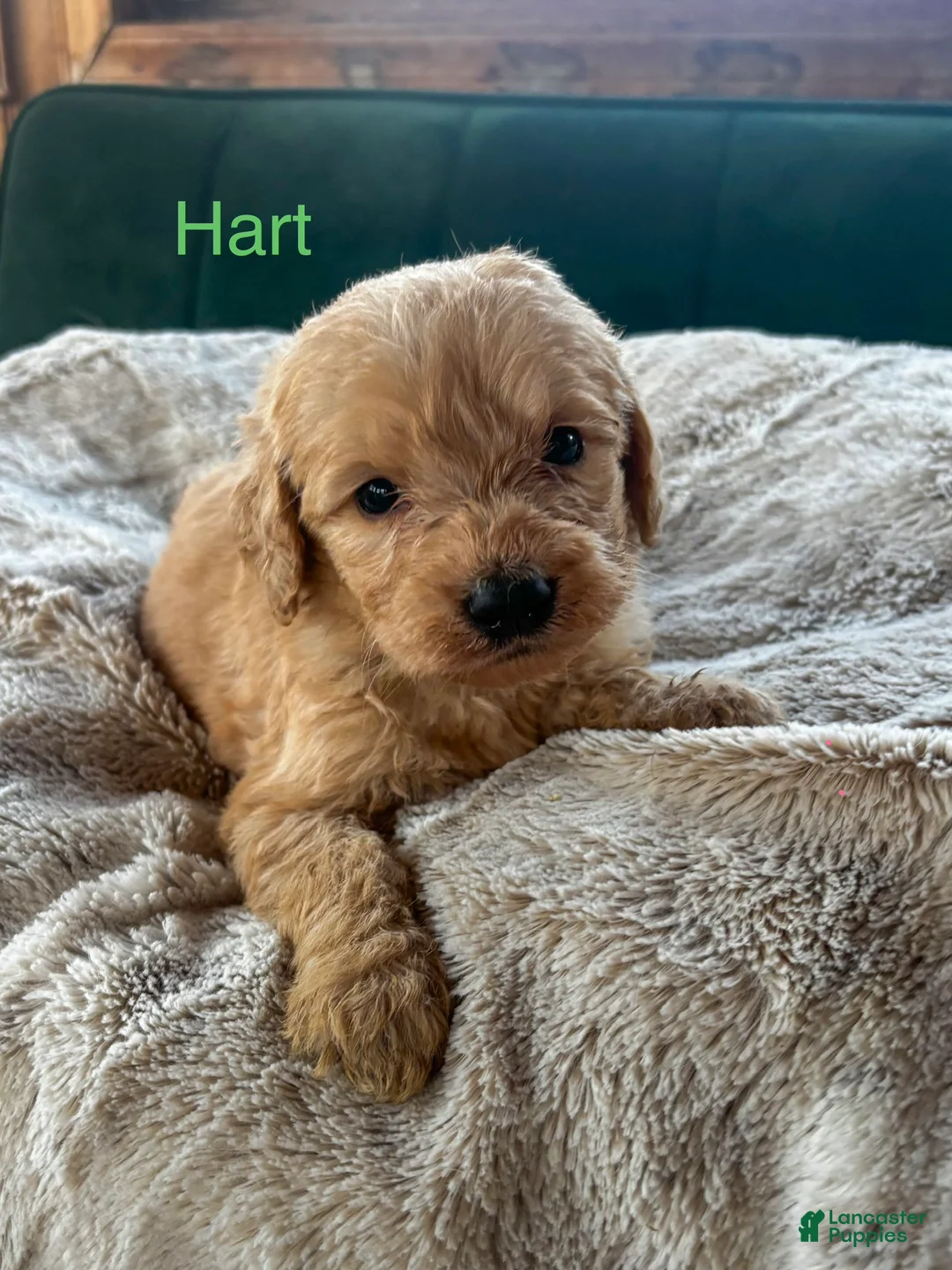Goldendoodle dogs for sale: Hart  - Ad 1