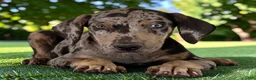 Catahoula Leopard Dog dogs for sale: Tigger 2026 Male 2 - Ad 1