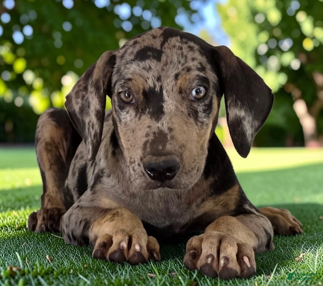 Catahoula Leopard Dog dogs for sale: Tigger 2026 Male 2 - Ad 1