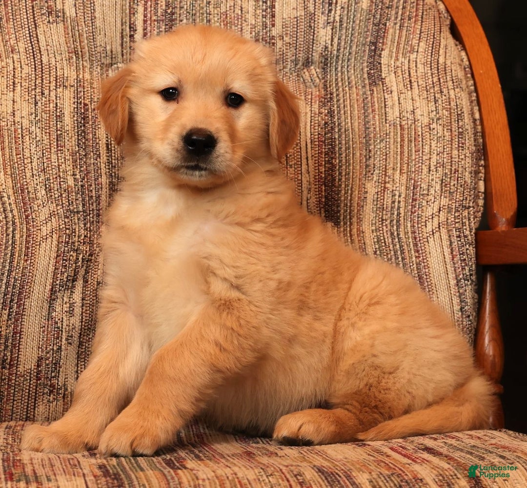 Golden Retriever dogs for sale: Donner - Ad 6