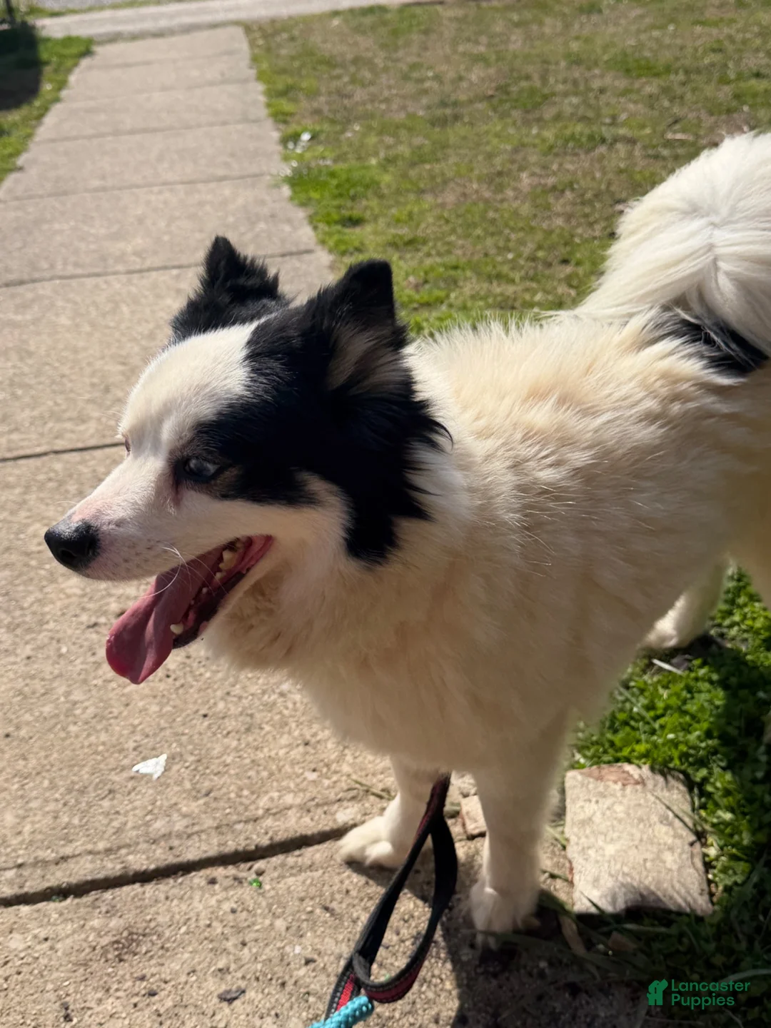 Pomsky dogs for sale: Pomsky 1 - Ad 1