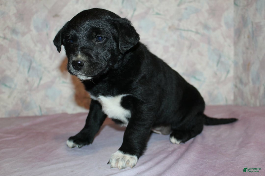 Goldador dogs for sale: Pepper - Ad 3