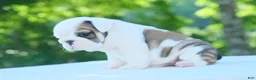 English Bulldog dogs for sale: Lily - Ad 3