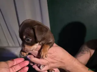 Chiweenie dogs Chiweenie Puppy 5 - Ad 8