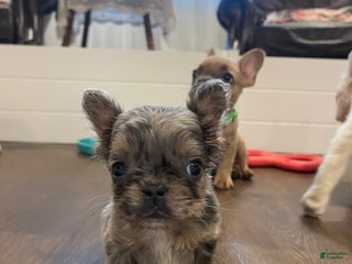 French Bulldog dogs - Ad 10