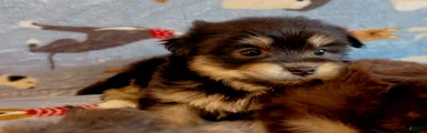 Shorkie 3