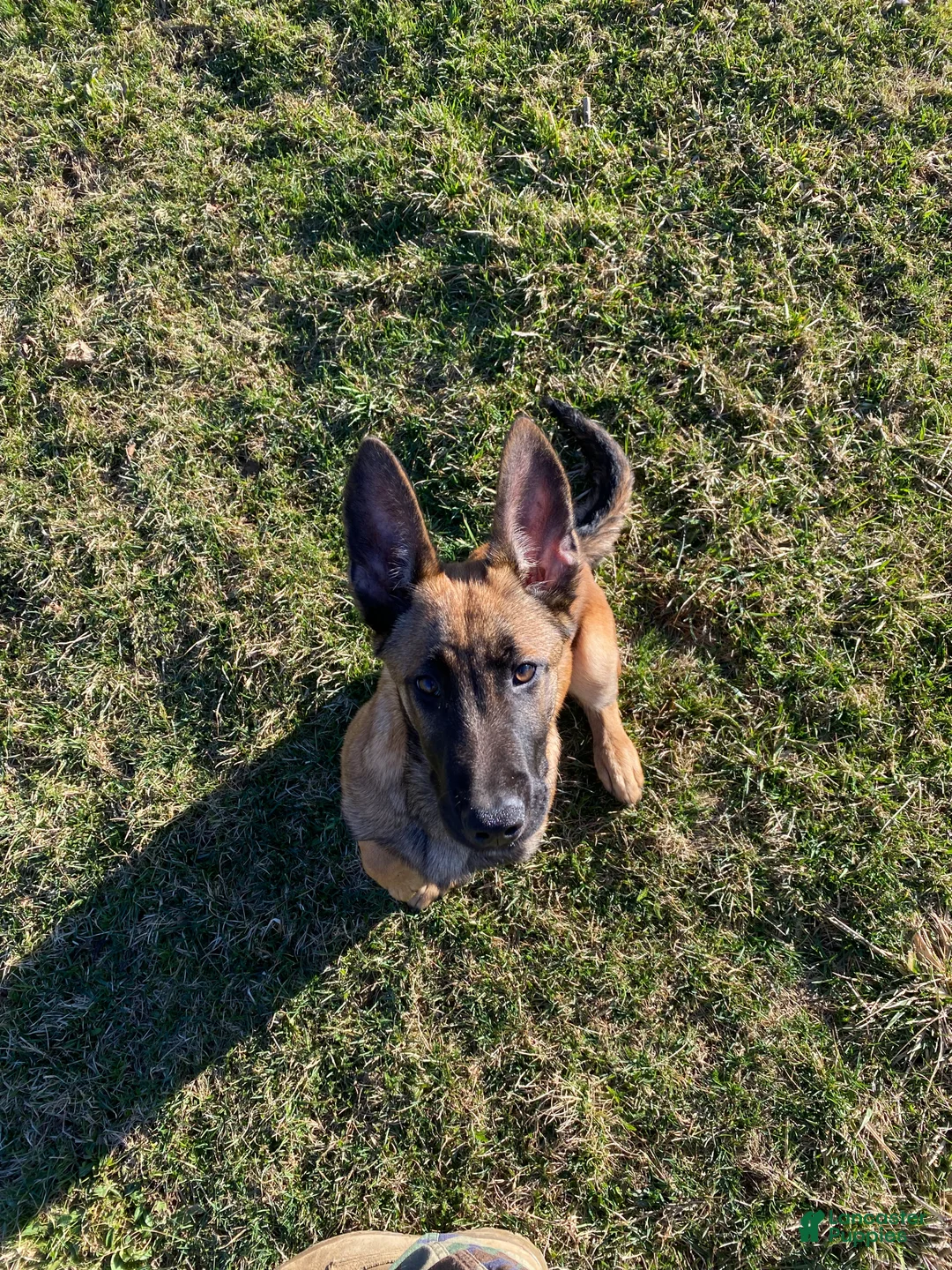 Mixed Breed dogs for sale: Zeus - Ad 1