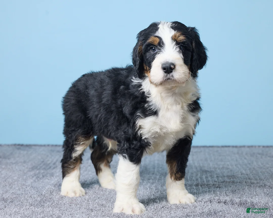 Bernedoodle dogs for sale: Hank - Ad 4