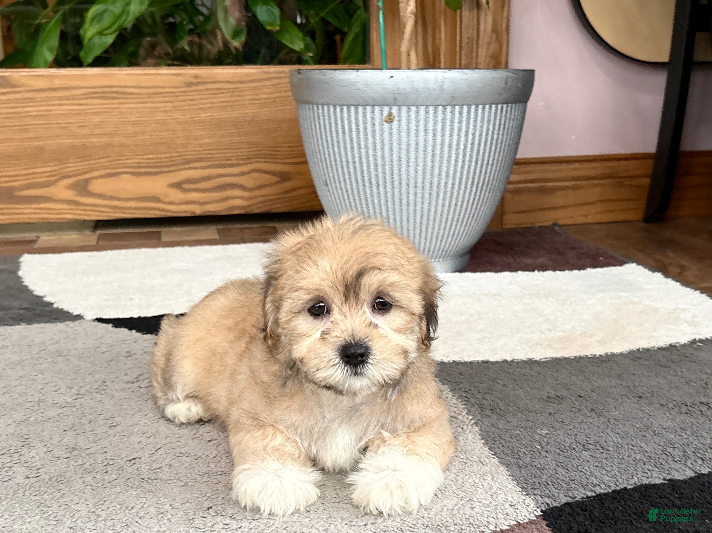 Mixed Breed dogs Lhasa/Maltese - Ad 1