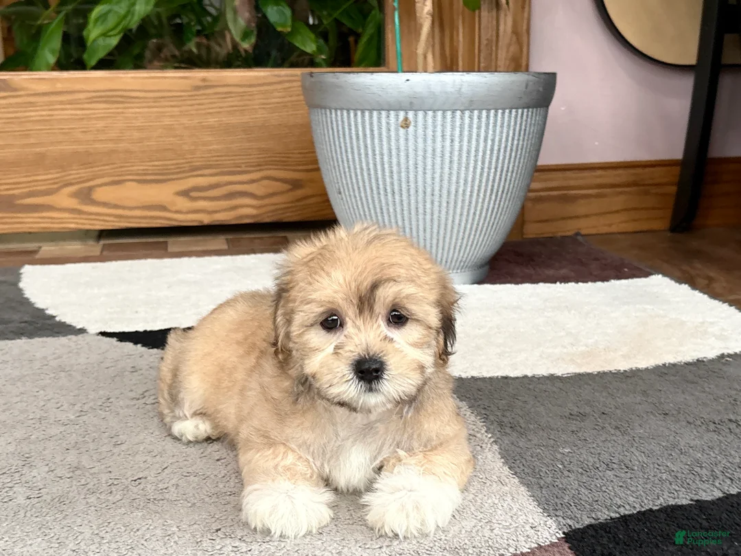 Mixed Breed dogs for sale: Lhasa/Maltese - Ad 1