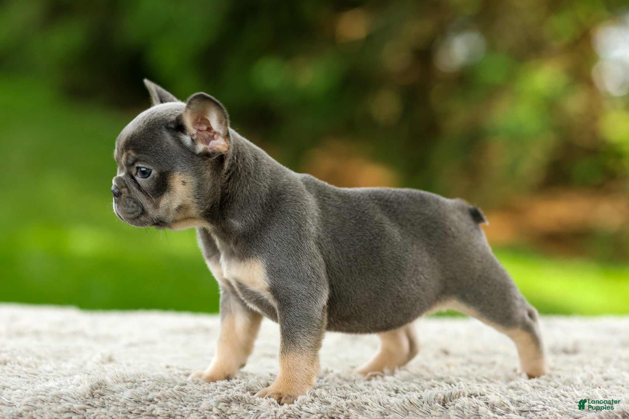 French Bulldog dogs Fancy - Ad 2