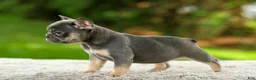 French Bulldog dogs for sale: Fancy - Ad 12