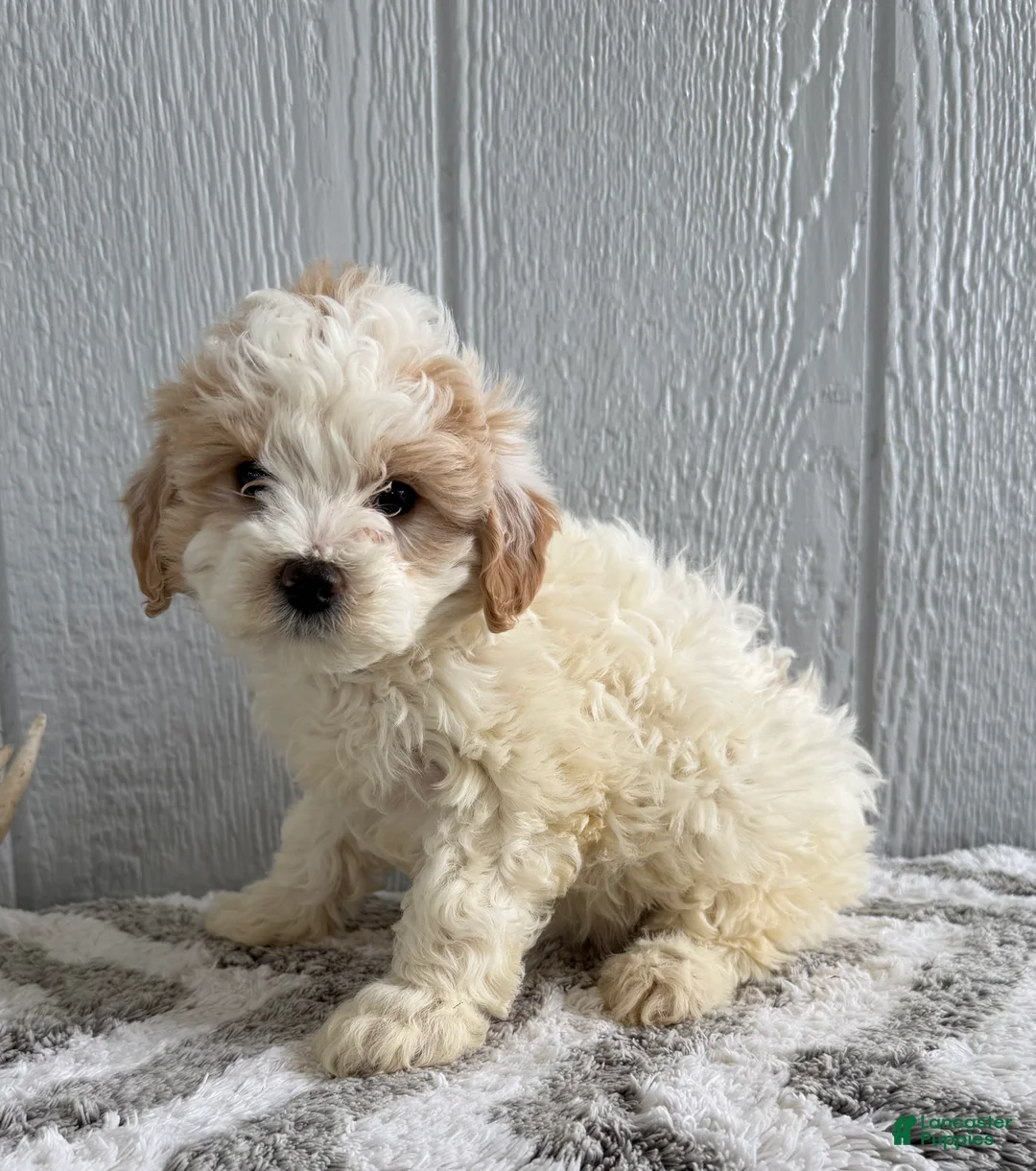 Mini Goldendoodle dogs for sale: Remi  - Ad 2