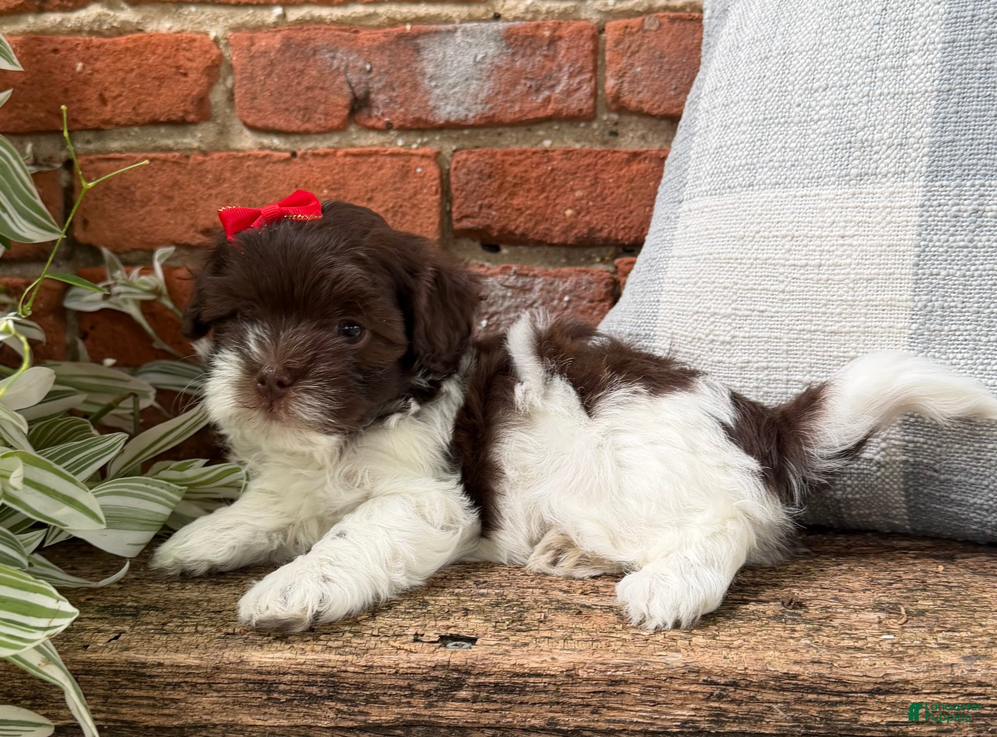Havapoo dogs Bella - Ad 1