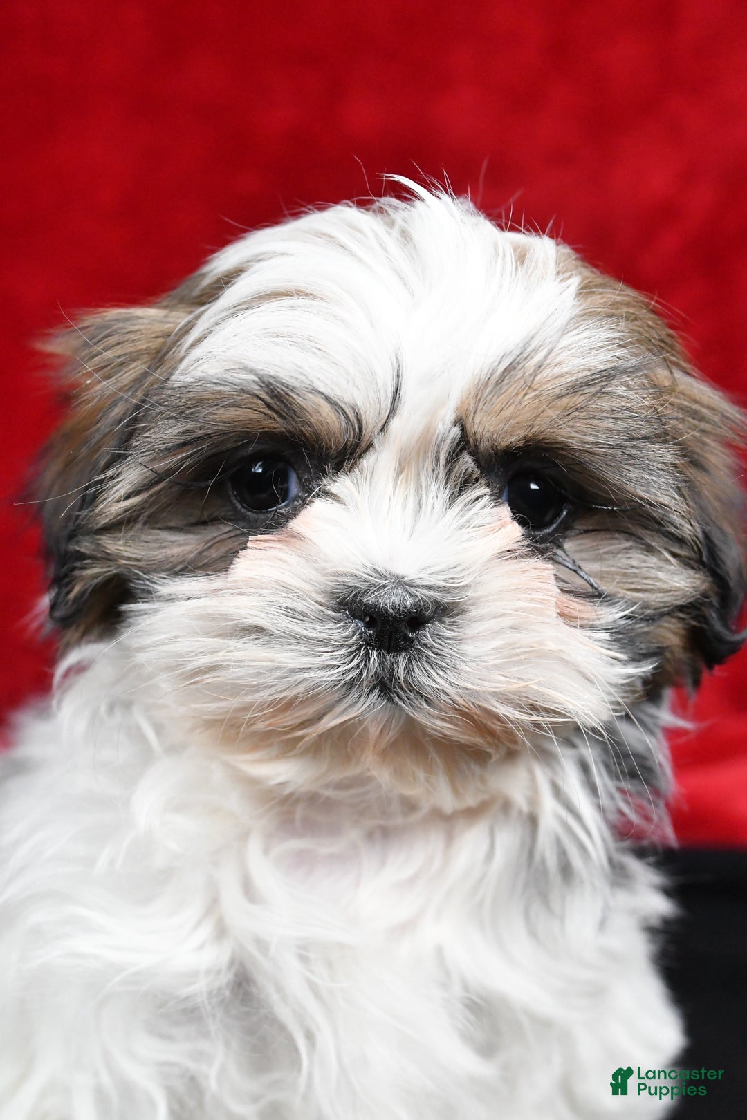 Shih Tzu dogs for sale: Bella - Ad 6